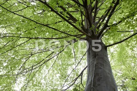 Beech trees during springtime Stock Photos
