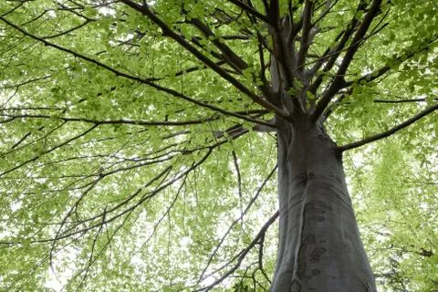 Beech trees during springtime Stock Photos