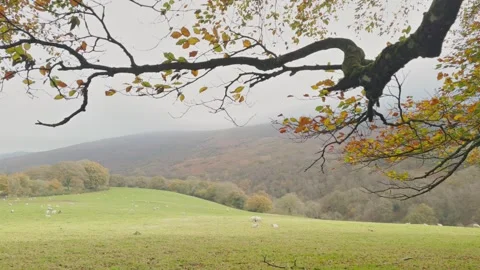 Beech trees on Exmoor in autumn light, Exmoor, Somerset, England, UK Stock Footage 291707009