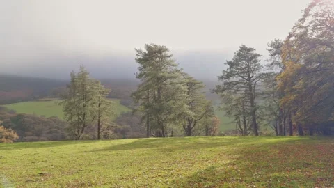 Beech trees on Exmoor in autumn light, Exmoor, Somerset, England, UK 動画素材 291707493