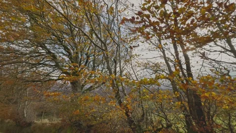 Beech trees on Exmoor in autumn light, Emoor National Park, Somerset, England. Stock Footage 291707605