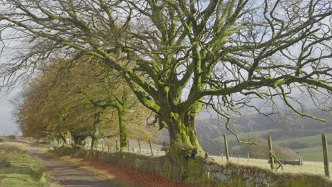 Beech trees (Fagus sylvatica) Exmoor National Park, Somerset, England. UK Stock Footage 291711427