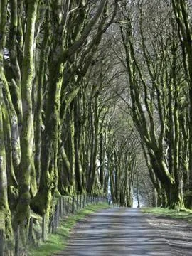 Beech trees, Fagus sylvatica Stock Photos