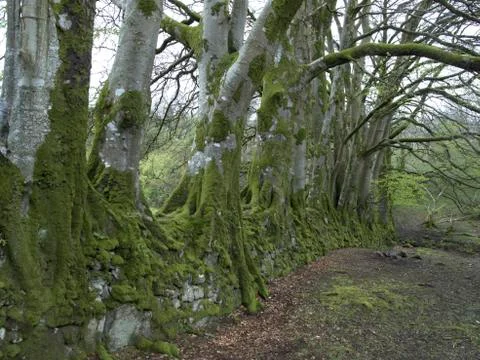 Beech trees, Fagus sylvatica Stock Photos