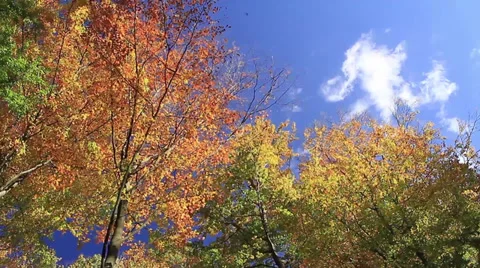 Beech trees in Fall Stock Footage 32209926
