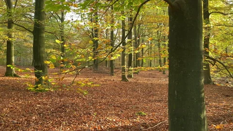 Beech trees at fall in the forest with coloring leaves. Stock Footage 212539559
