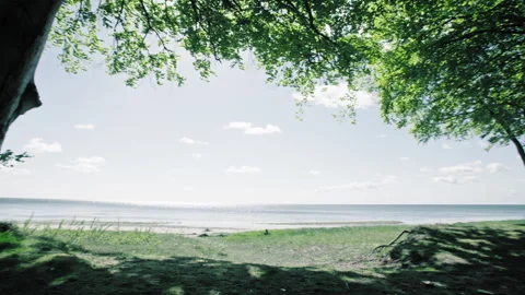 Beech trees Video stock 264140980