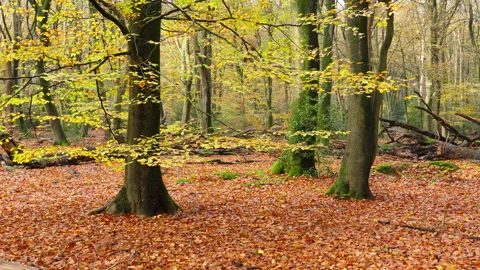 Beech trees in a forest at an overcast day at autumn Stock Footage 269153740