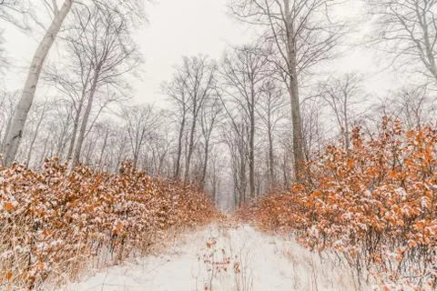 Beech trees in a forest at wintertime Stock Photos