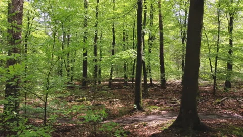 Beech trees with fresh green leaves moved by the wind Stock Footage 209151415