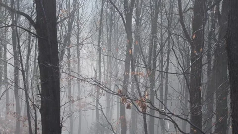 Beech trees (genus Fagus) in a misty winter woodland, Britain, UK Stock Footage 323568063