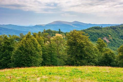 Beech trees on the grassy hill Stock Photos