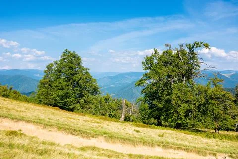 Beech trees on the grassy meadow Stock Photos