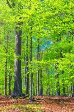 Beech trees with green leaves on branches in Slavkov thick dense foliage fore Stock Photos