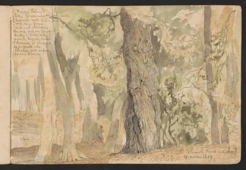 Beech trees in the Haagse Bos. Leaf 43 Recto in a sketchbook with 45 sheet... Stock Photos