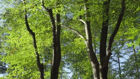 Beech trees late summer, start autumn in the forest Stock Footage 219519685