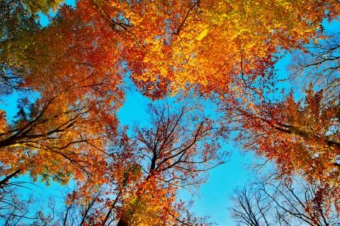 Beech trees Stock Photos