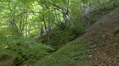 Beech trees on a slope, bright leaves - tilt up Stock Footage 56141450