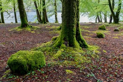 Beech Trees in Spring Stock Photos