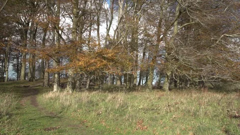 Beech trees on St Catherine's Hill iron age hill fort in Winchester, UK Stock Footage 104871596