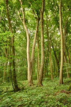 Beech trees in the summer forest Stock Photos