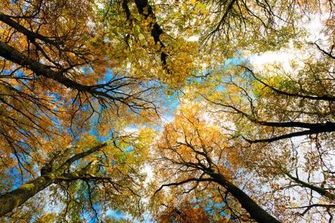 Beech trees taken from below Stock Photos