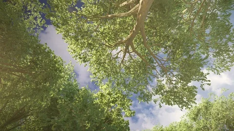 Beech trees under the sun, sky loop Video stock 91730316