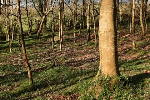 Beech trees, a young forest. Stock Photos
