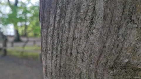 Beech Trunk Close Up Beside a Forest Path on Ruegen Stock Footage 346411516