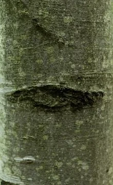 Beech trunk close-up, wood texture.... beech trunk close-up, wood texture.. Stock Photos