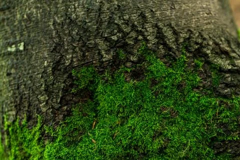 Beech trunk close-up, wood texture.... beech trunk close-up, wood texture.. Stock Photos