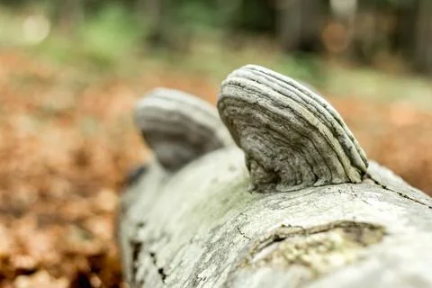 Beech trunk with mushrooms, fallen tree.... beech trunk with mushrooms, falle Stock Photos