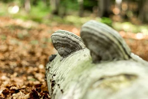 Beech trunk with mushrooms, fallen tree.... beech trunk with mushrooms, falle Stock Photos