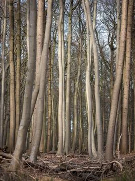 Beech trunks in leafless forest end of winter Stock Photos