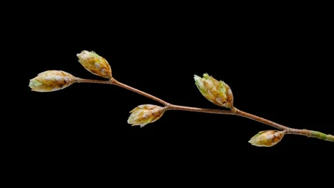 Beech twig blossoms and buds opening time lapse Stock Footage 245747517