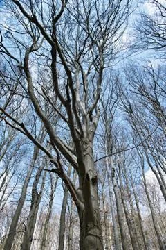 Beech under cloudy sky Stock Photos