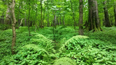 Beech virgin forest trees drone aerial Bile Karpaty Protected Landscape UNESCO Video stock 246598147