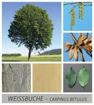 Beech, white beech, hornbeam, beech, carpinus, betulus, seeds Stock Photos