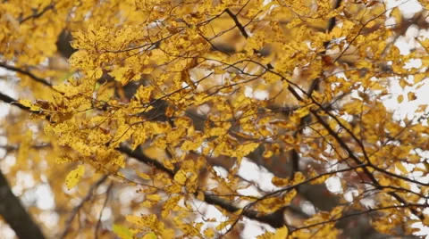 Beech wood at autumn - backlit Stock Footage 47584099