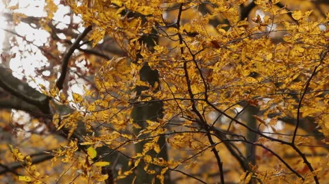 Beech wood at autumn - backlit Stock Footage 47587165