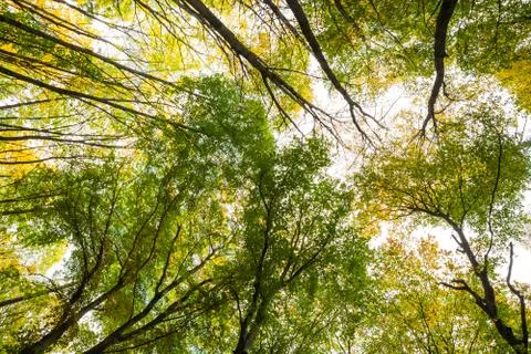 Beech wood bottom view Stock Photos