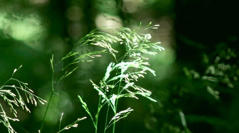 Beech wood Video stock 62970397