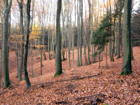 Beech wood Stock Photos