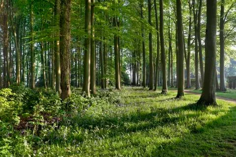 Beech wood Stock Photos