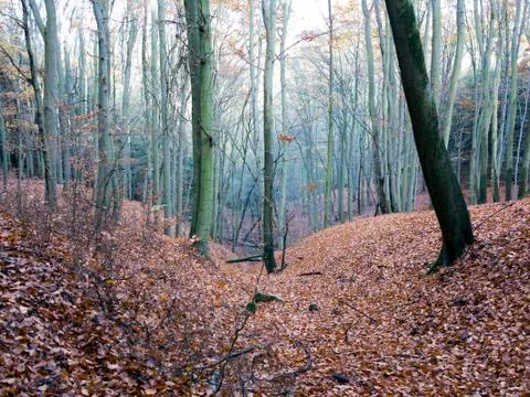 Beech wood Stock Photos