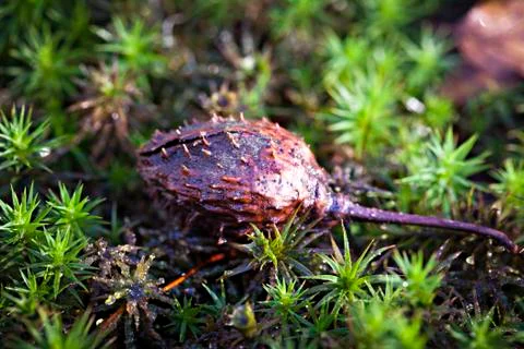 Beechnut - achene Фото