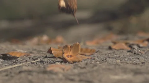 Beechnut Falling Down On Ground In Slow Motion Stock Footage 36662936