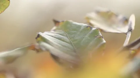 Beechnut Falling Down On A Leaf In Slow Motion Video stock 36662621