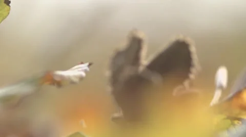 Beechnut Falling On Leaf In Front Of Camera Slow Motion Video stock 36654289