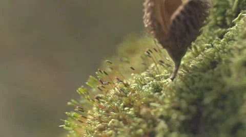Beechnut Falling On Moss And Rolling Away - Slow Motion Stock Footage 36653498